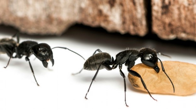 04 Técnicas de se Livrar das Formigas Andarilhas