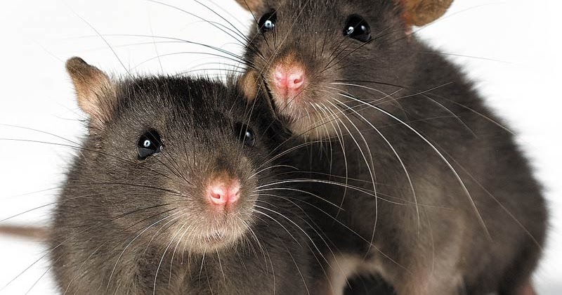 3 Melhores Venenos para Ratos Certamente Infalíveis