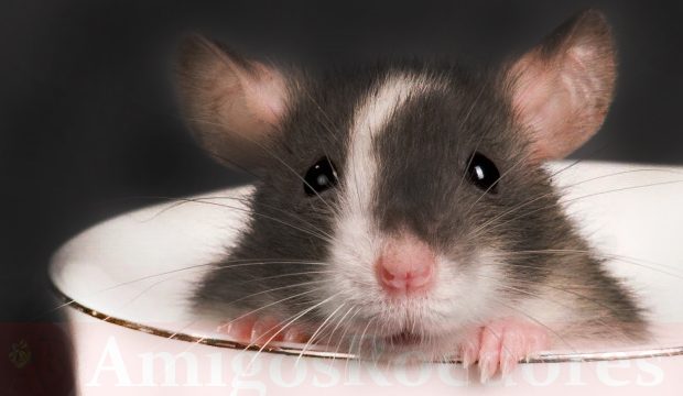 6 Dicas para Acabar de Vez com os Ratos na sua Casa