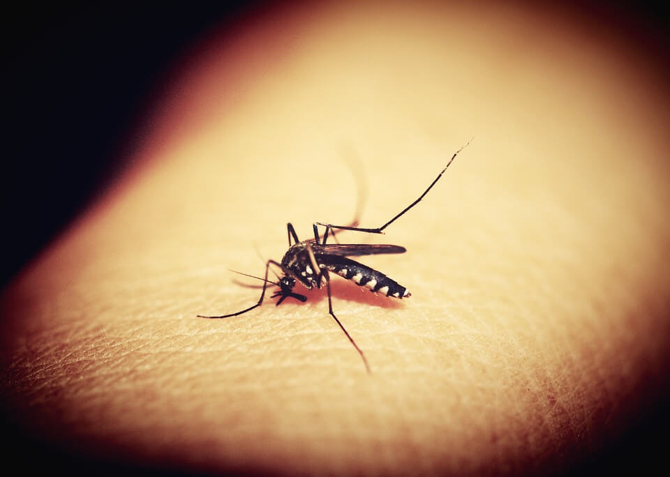 A Importância da Dedetização Mosquitos