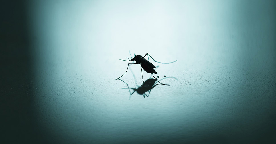 Algumas Pessoas Sofrem mais Ataques de Mosquitos?