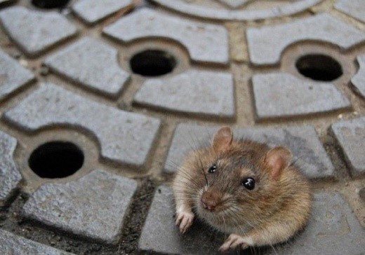 Aprenda Como Acabar com os Ratos