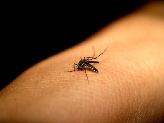 Aprenda Como Tratar Picadas de Mosquitos