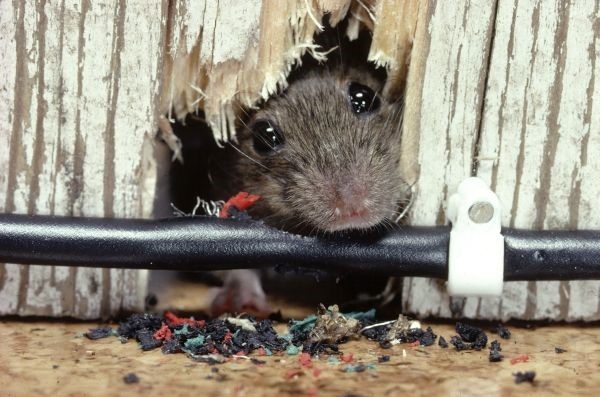 Aprenda Como matar Ratos em Casa