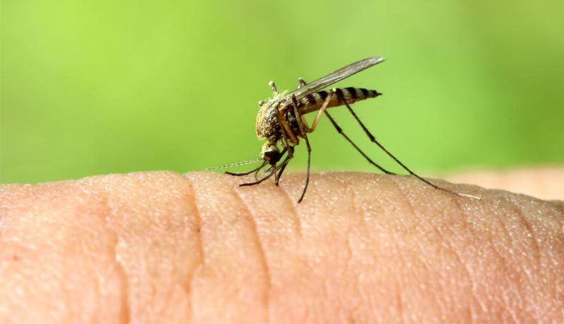 Aprenda a Como Evitar Picadas de Mosquitos
