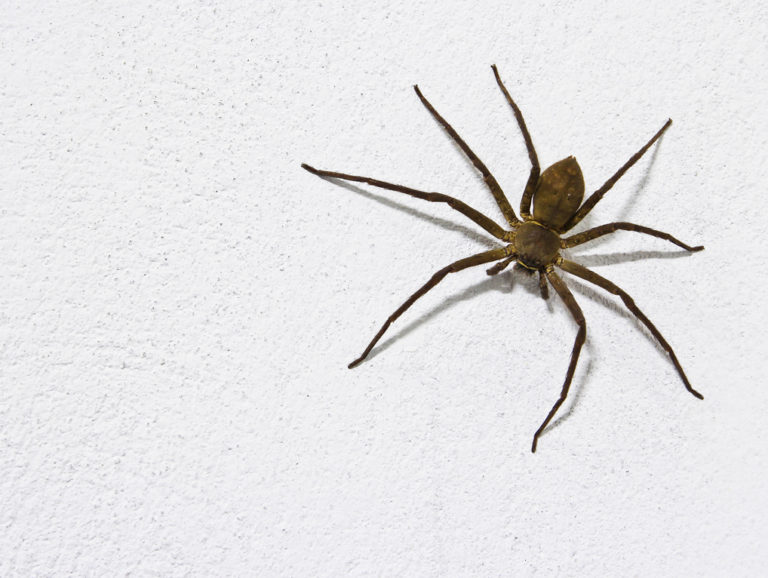 Aranhas Saiba as Espécies Perigosas e Como Evitá-las