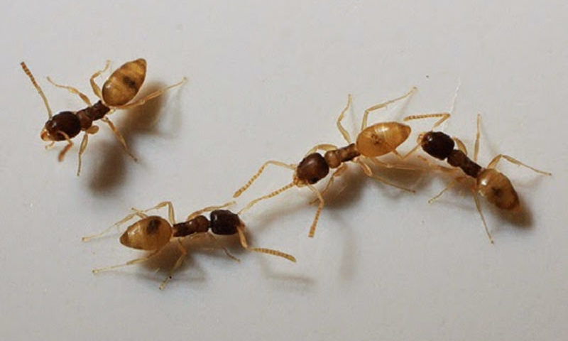 Como Acabar com Formigas Doceiras