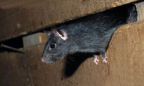 Como Acabar com Ratos no Forro do Telhado?
