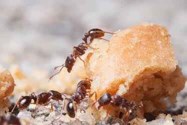 Como Acabar com os Ataques Importunos das Formigas