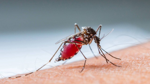 Como Identificar um Pernilongo esse Mosquito é Perigoso