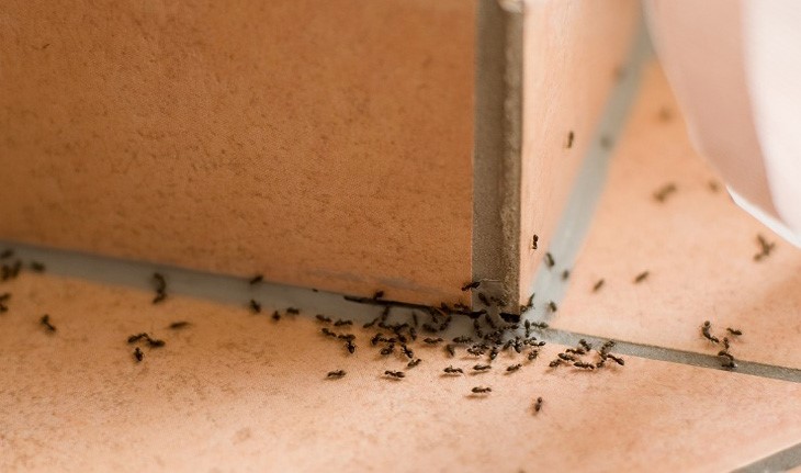 Como Prevenir Infestação de Formigas?
