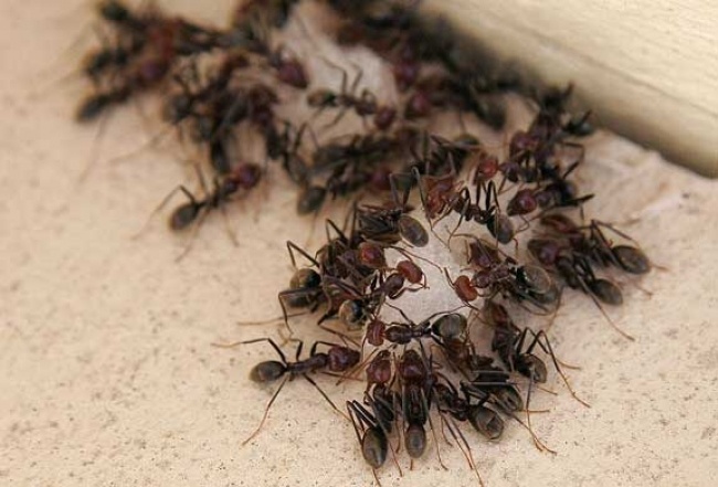 Como se Livrar de Formigas Domésticas e de Jardim