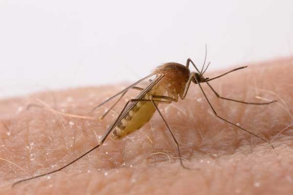 Conheça as Doenças Transmitidas por Mosquitos