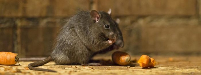 Conheças as Doenças Causadas por Ratos