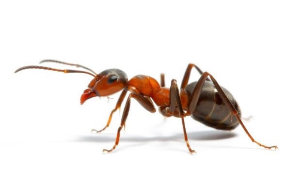Formigas Urbanas Podem causar Riscos à Saúde