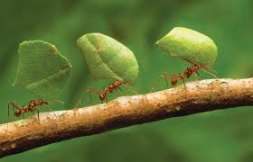 Métodos de Controle Dedetização Formigas