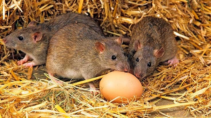 Onde os ratos vivem e o quanto tempo vivem?
