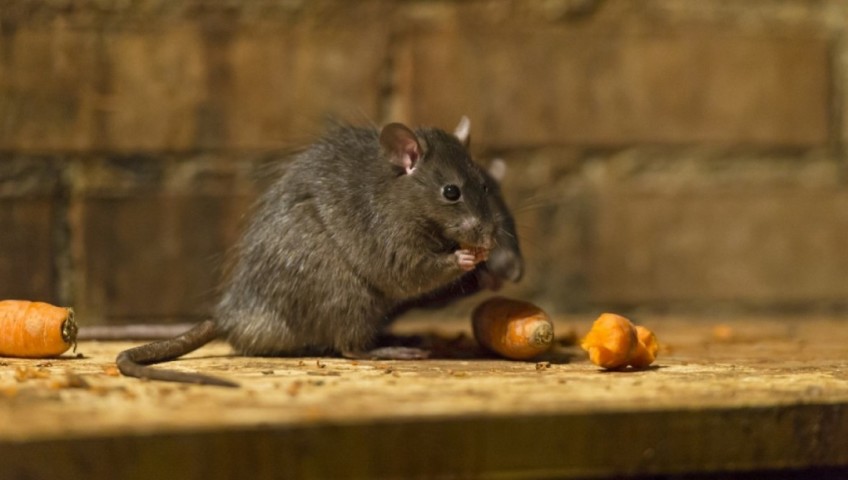 Os Ratos Conseguem Subir do Esgoto até o seu Banheiro?