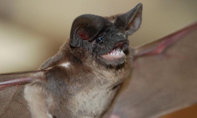 Quais Doenças os Morcegos Transmitem?
