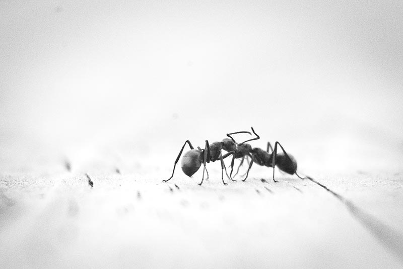 Que fazer antes que as formigas tomem conta da casa