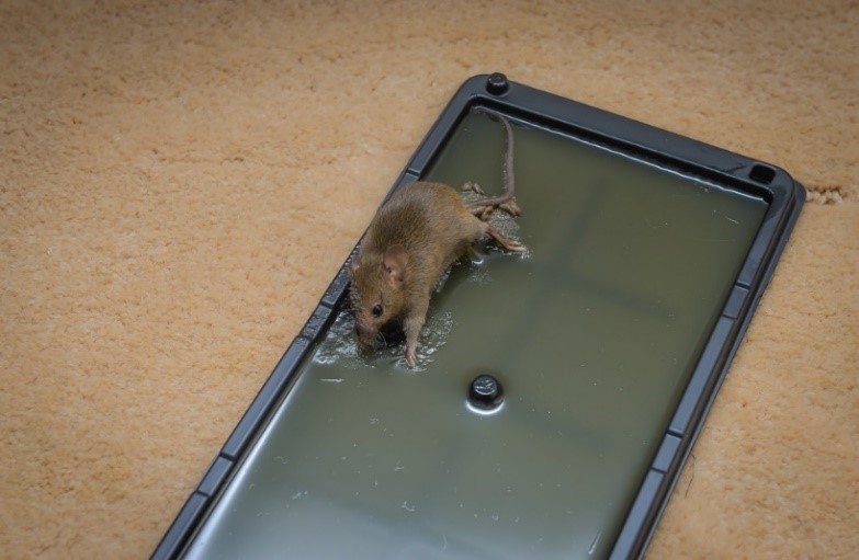 Ratoeira Adesiva para Ratos Como Fazer e como Funciona