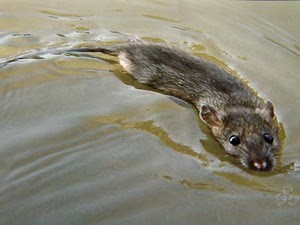 Ratos Podem Provocar Diversos Riscos à Saúde Humana