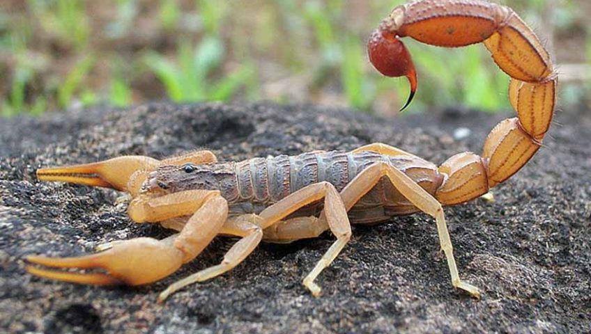 Sabia que Baratas e Outros Insetos Atraem Escorpiões?