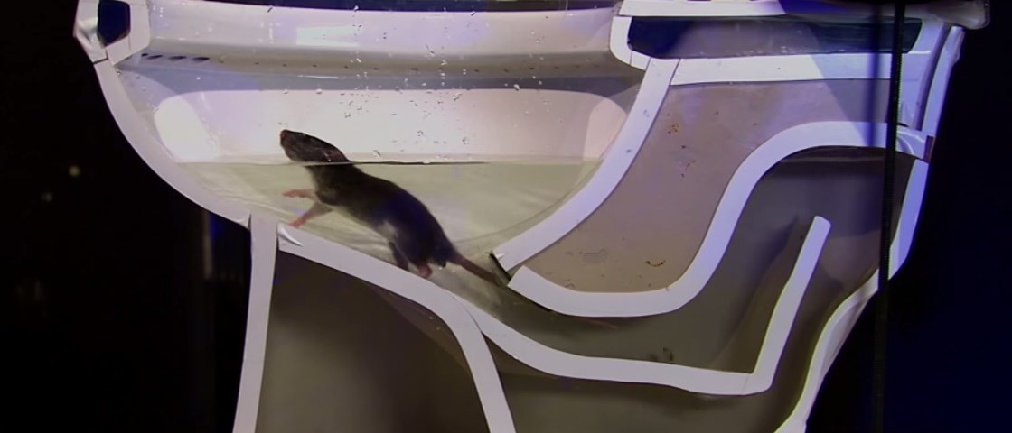 Tem Bloqueador de Vaso Sanitário para Ratos?