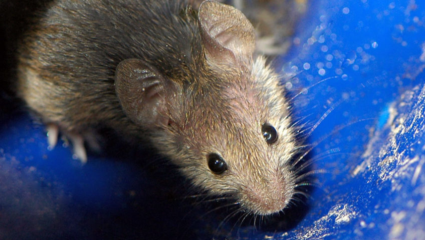 Tipos de Ratos Você Conhece Todos?