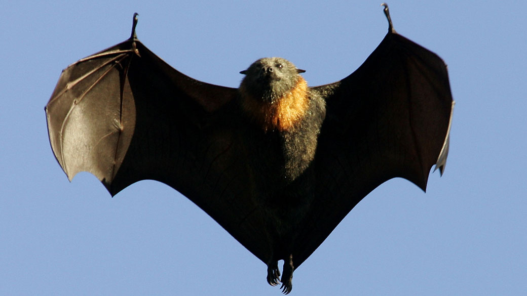 Veja as Doenças Associadas a Morcegos
