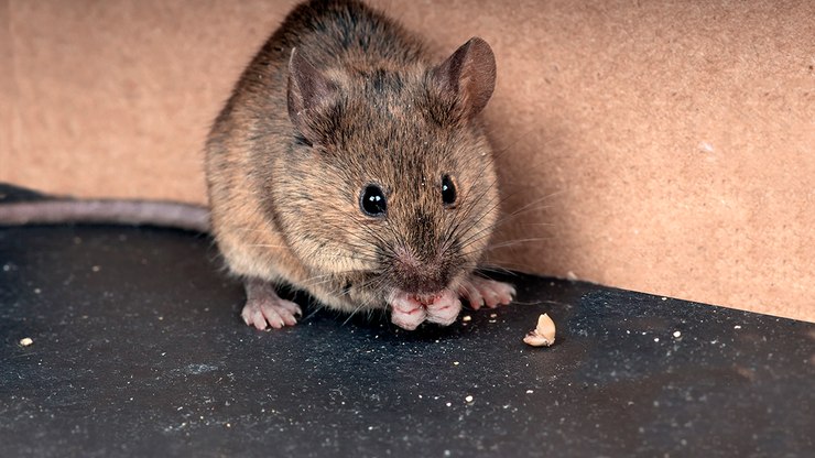 Veja as Doenças Causadas por Ratos