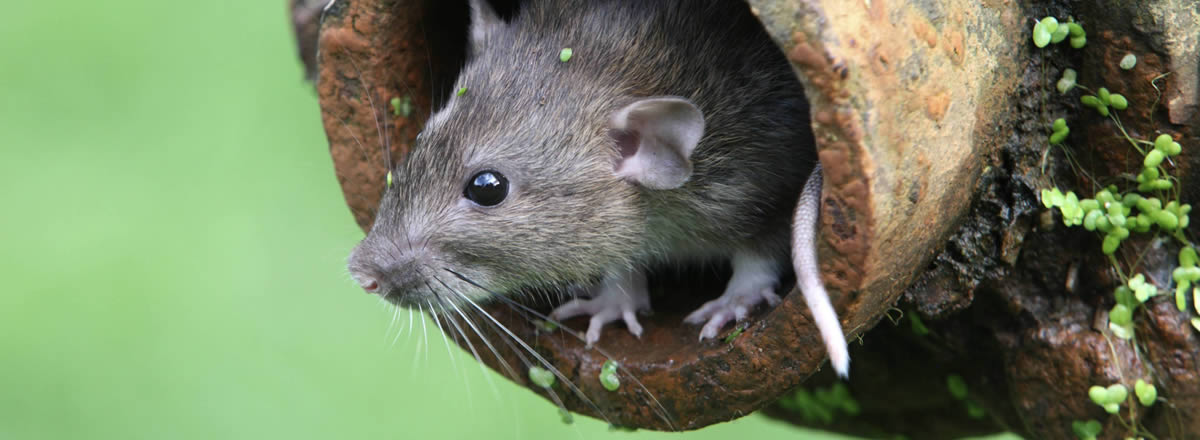 main rat in tree - Como se livrar de vez dos ratos e roedores