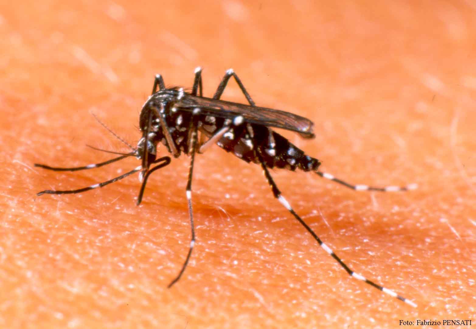 5 Dicas Práticas para Acabar com o Mosquito da Dengue