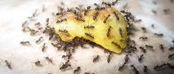 As Formigas Podem Contaminar os Alimentos
