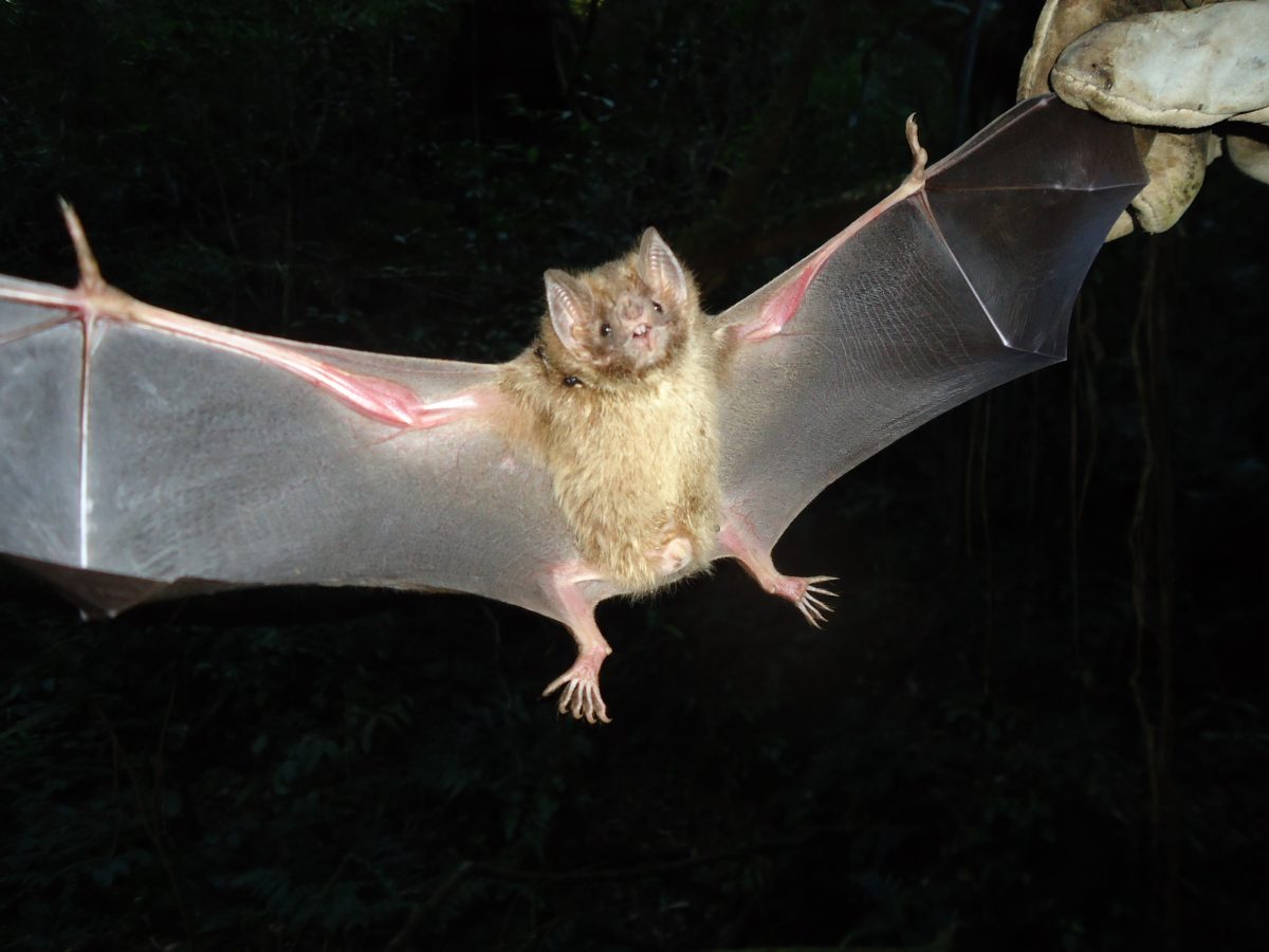Como Funciona o Controle de Morcegos - Como Funciona o Controle de Morcegos?