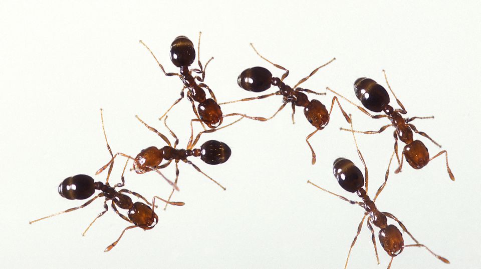 Conheça 10 Curiosidades Sobre Formigas