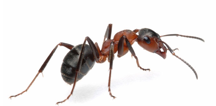 Dedetizadora de Formigas