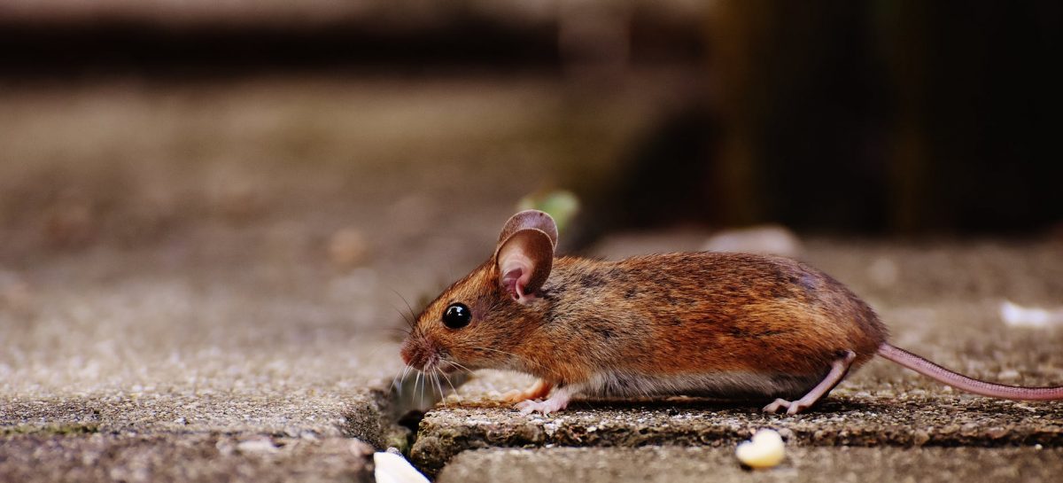 Desratização é a Solução Definitiva para Eliminar os Ratos