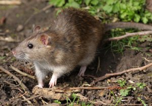 Eliminar Ratos Vantagens e Desvantagens