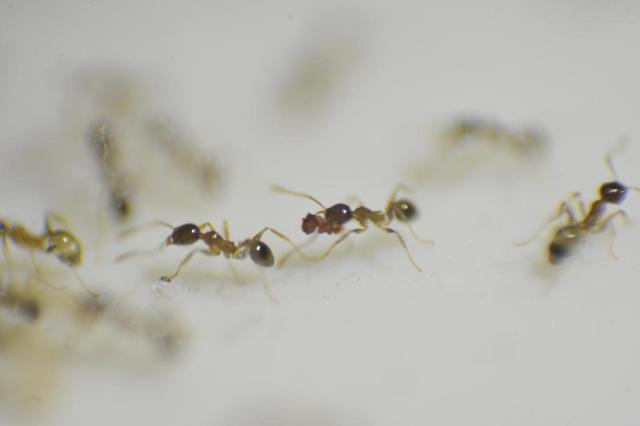 Formigas são mais Perigosas que as Baratas
