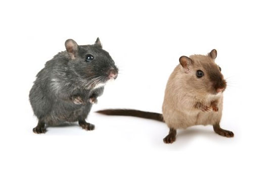 Não use Ratoeiras ou Venenos para Combater os Ratos