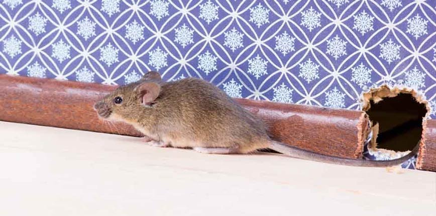 Os Melhores Métodos para Acabar com Ratos
