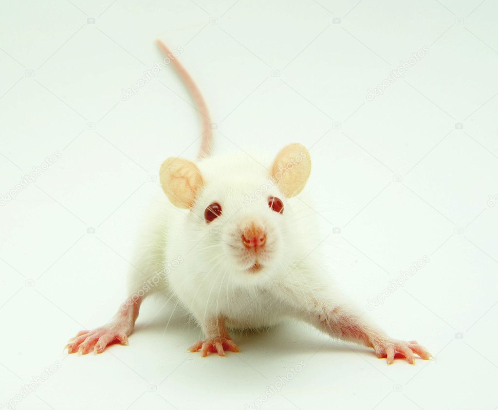 Os Rato são o Pior Amigo do Homem