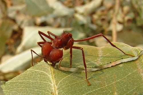 Quais Tipos de Formigas Você Deve se Preocupar