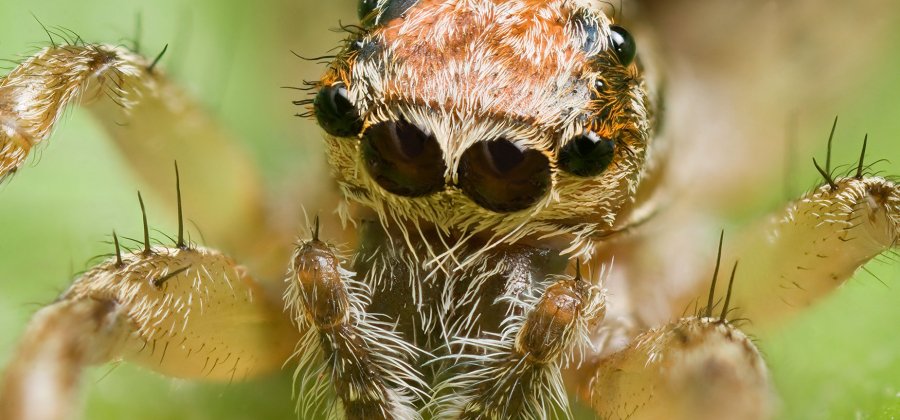 Veja Aqui 3 Fatos Sobre as Aranhas