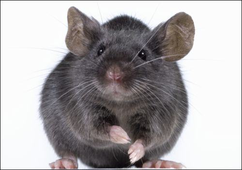Veja os Mitos E Verdades Sobre Ratos