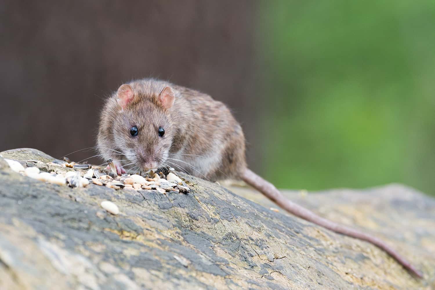 controle pragas desratizacao - Infestação de ratos no condomínio: o que fazer