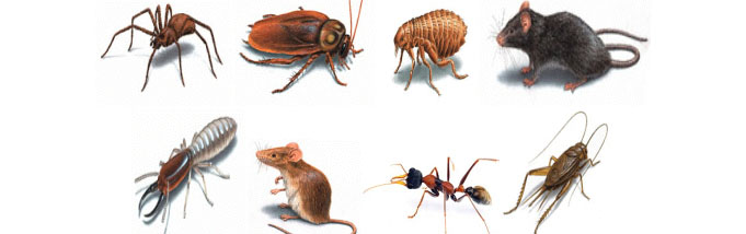 evitar baratas moscas e mosquitos em casa 1 - Saiba quais são os 3 principais insetos causadores de doenças