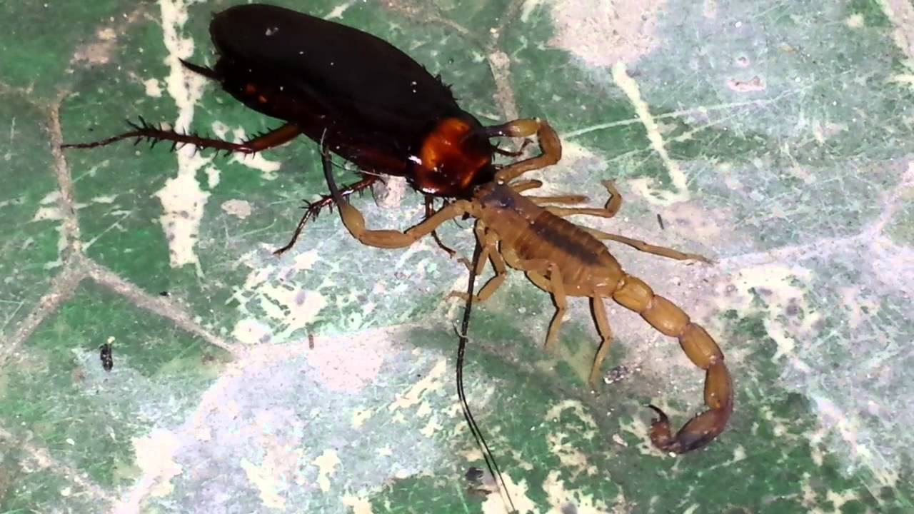 maxresdefault - Você sabia que baratas e outros insetos atraem escorpiões?