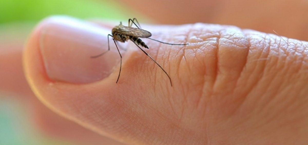 p - Mosquito da dengue e pernilongo: aprenda a diferenciá-los